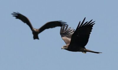 Un million de rapaces dans le ciel géorgien, sous le feu des chasseurs