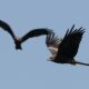 Un million de rapaces dans le ciel géorgien, sous le feu des chasseurs