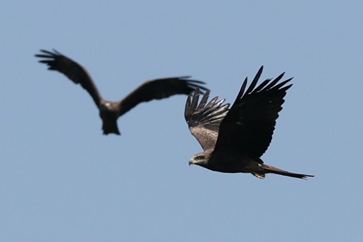 Un million de rapaces dans le ciel géorgien, sous le feu des chasseurs