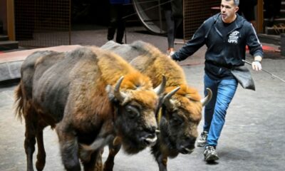 Un Français dresse des bisons d'Europe sous le chapiteau de Moscou