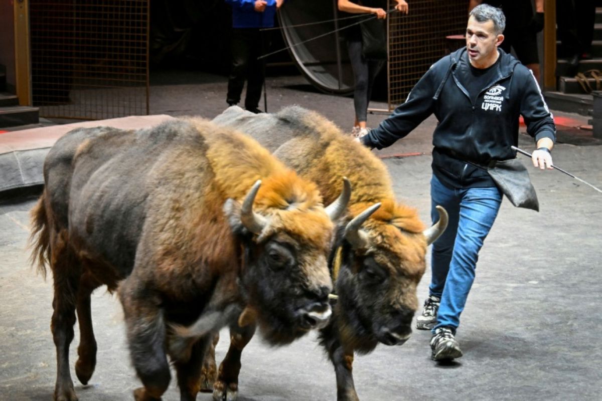 Un Français dresse des bisons d'Europe sous le chapiteau de Moscou