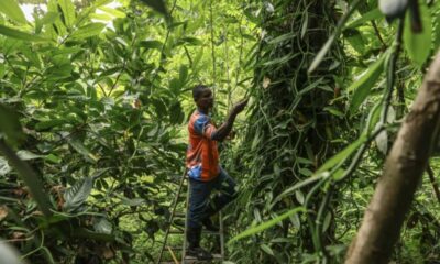 Sao Tomé mise sur la vanille pour sortir de la dépendance au cacao