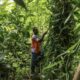 Sao Tomé mise sur la vanille pour sortir de la dépendance au cacao