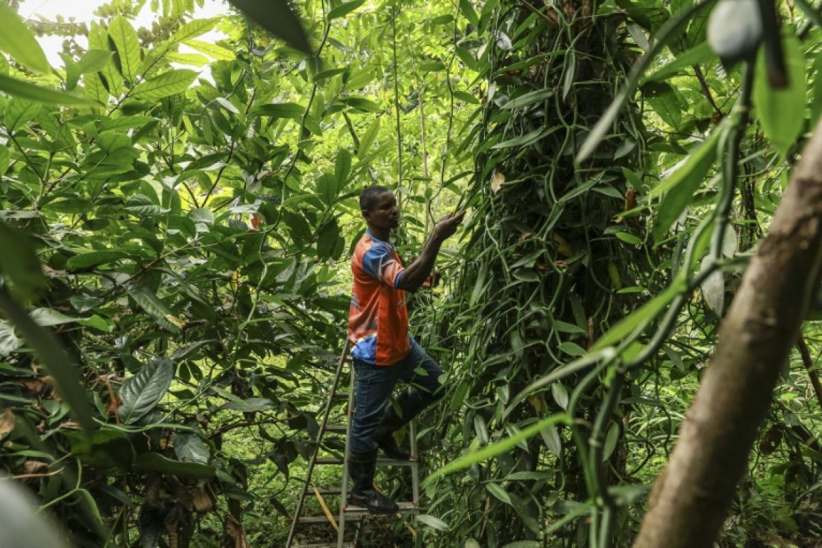 Sao Tomé mise sur la vanille pour sortir de la dépendance au cacao