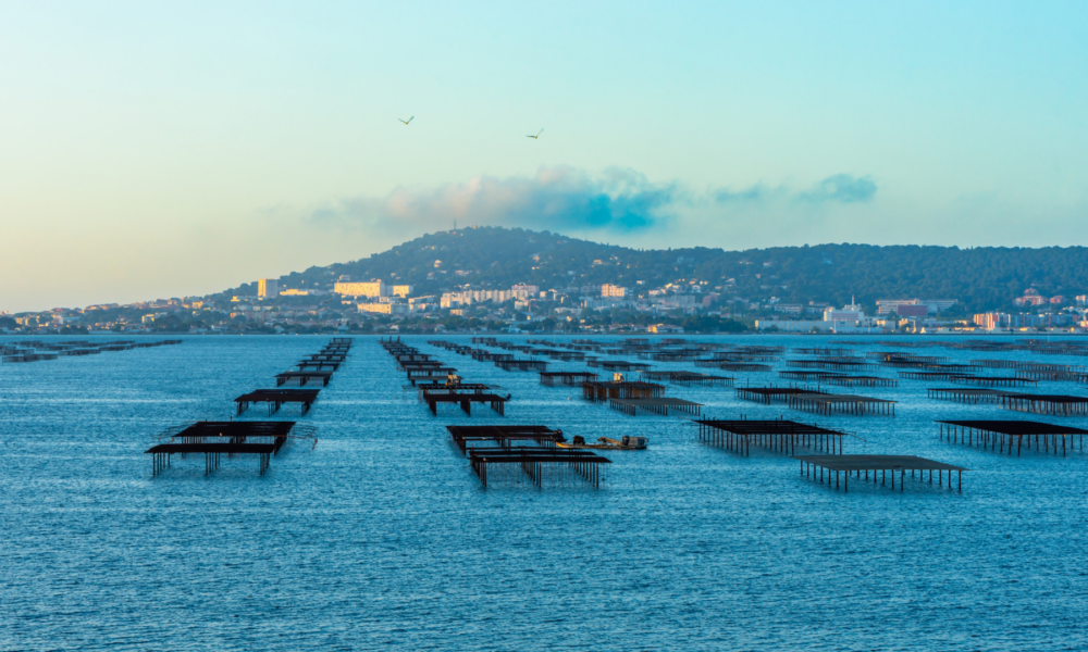 Sète Agglopôle Méditerranée : les vœux 2026 annulés sur fond de crise conchylicole