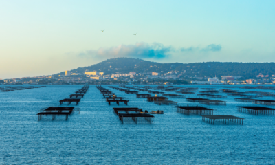 Sète Agglopôle Méditerranée : les vœux 2026 annulés sur fond de crise conchylicole