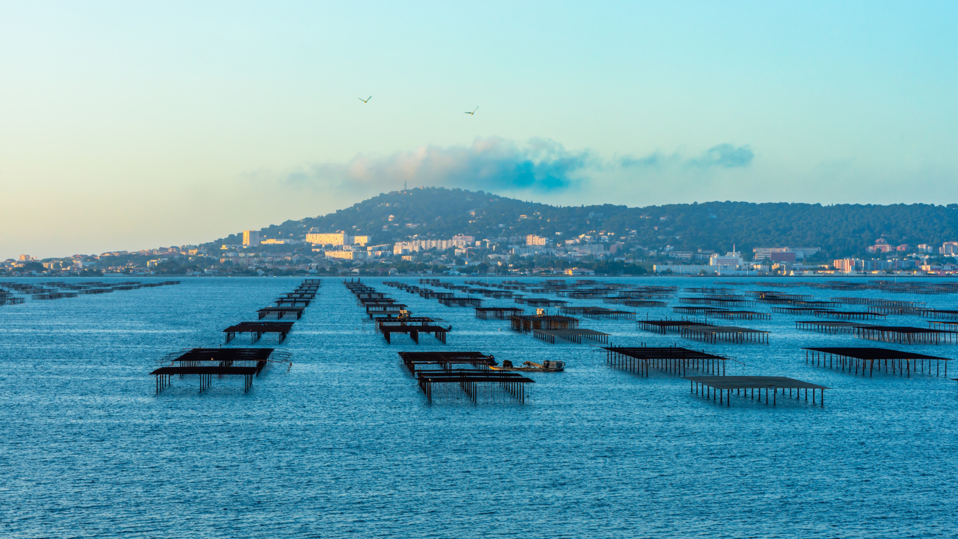 Sète Agglopôle Méditerranée : les vœux 2026 annulés sur fond de crise conchylicole